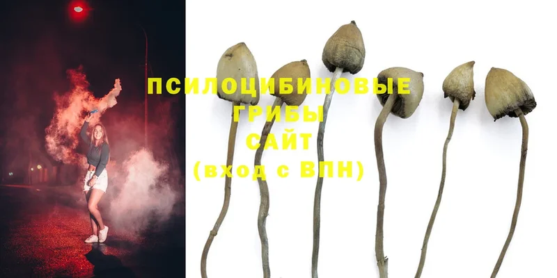 Псилоцибиновые грибы Psilocybine cubensis  Кропоткин 